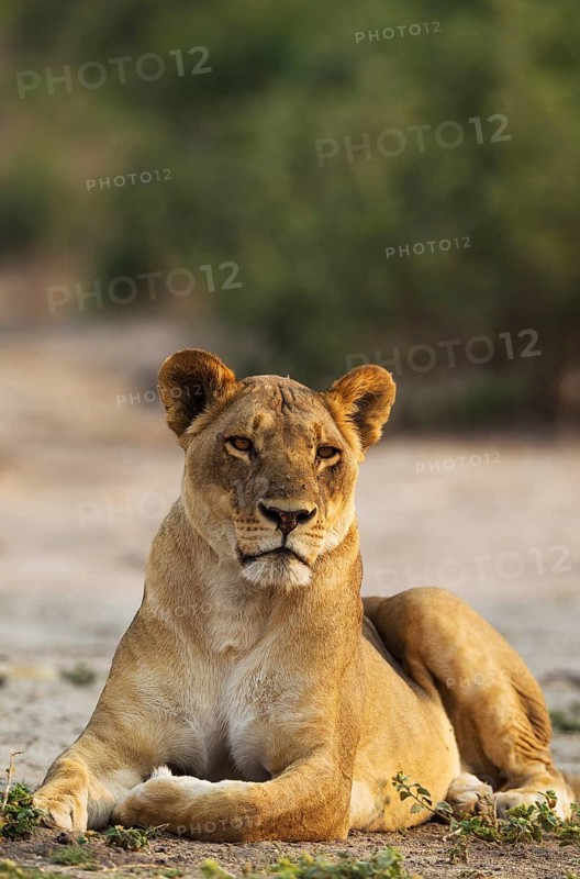 Lion (Panthera leo)