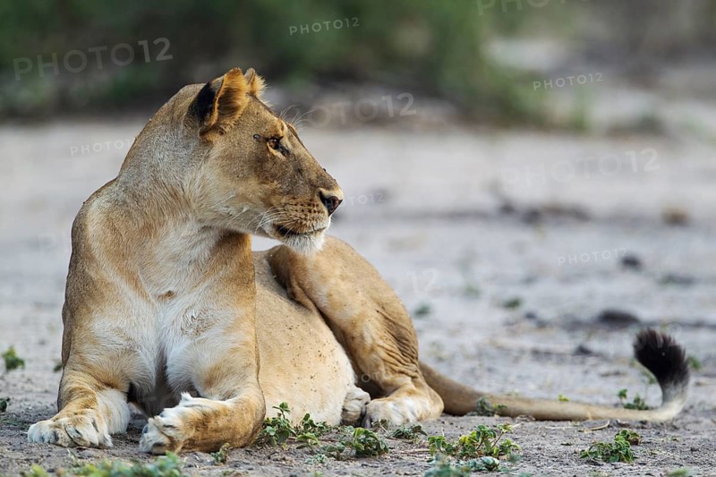 Lion (Panthera leo)