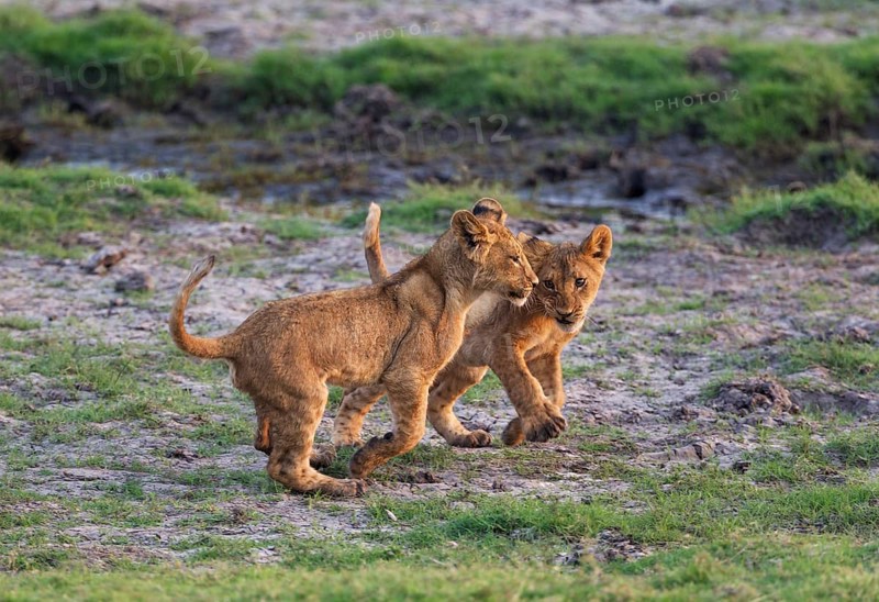 Lion (Panthera leo)