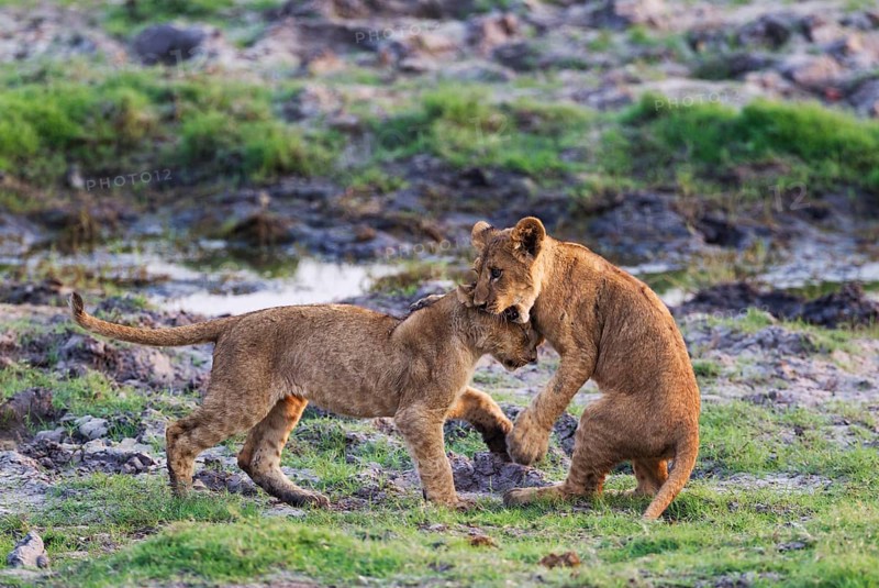 Lion (Panthera leo)