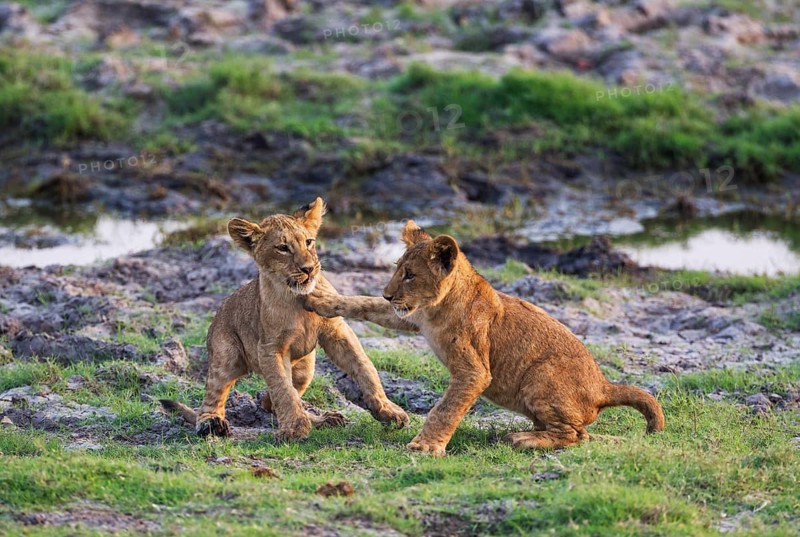 Lion (Panthera leo)
