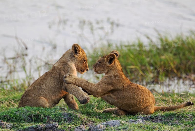 Lion (Panthera leo)