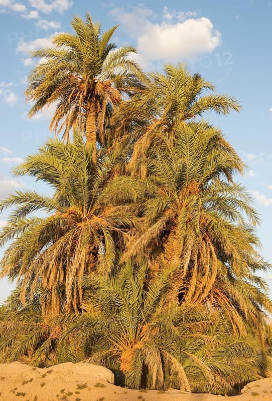 Date palms (Phoenix dactylifera) in the palmeries around Rissani