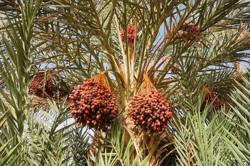 Bunches of ripe dates at a date palm (Phoenix dactylifera)