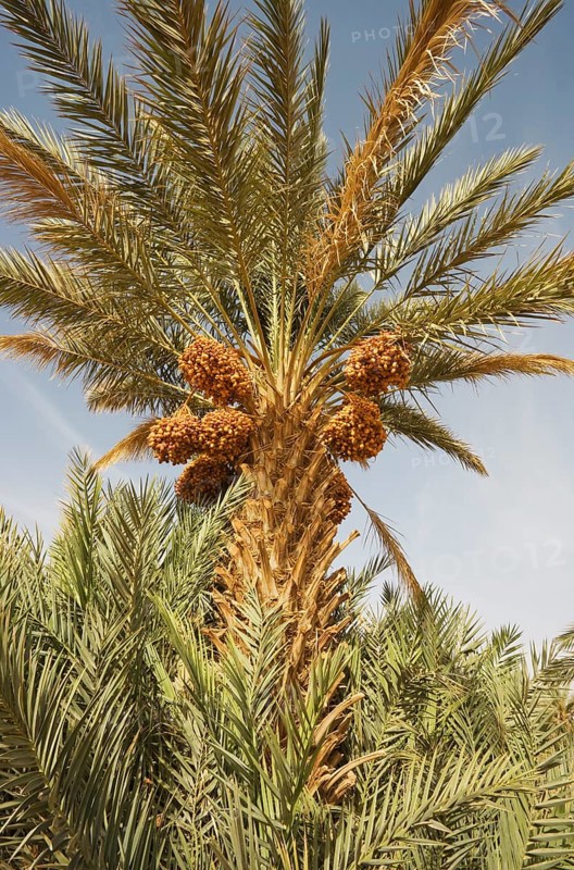 Bunches of ripe dates at a date palm (Phoenix dactylifera)