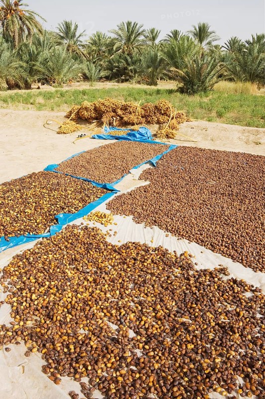 Harvested dates are sun-dried