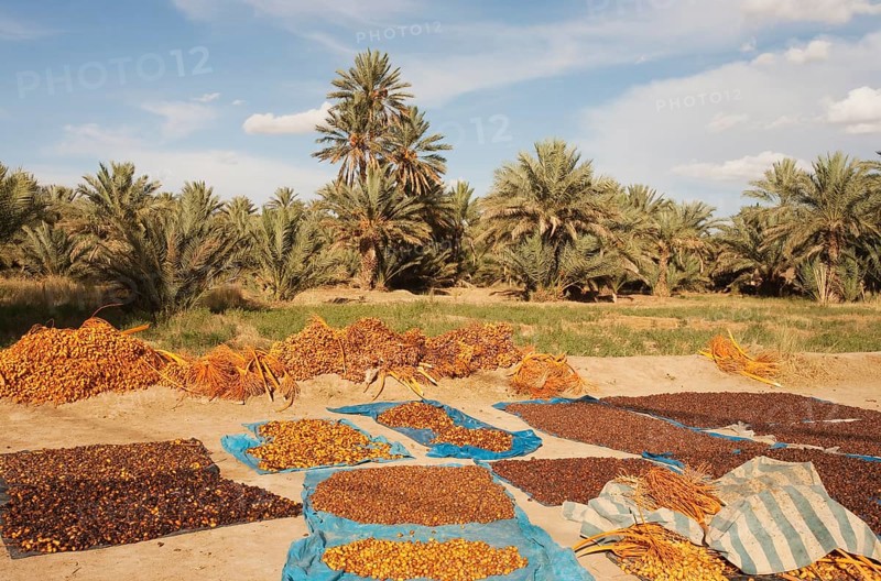 Harvested dates are sun-dried