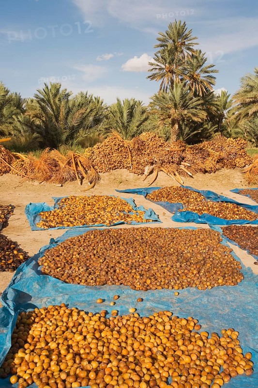 Harvested dates are sun-dried