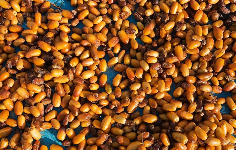 Harvested dates are sun-dried