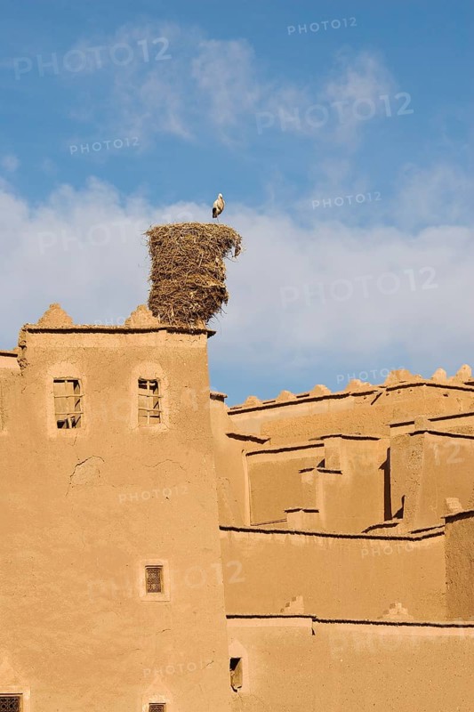 White Stork (Ciconia ciconia) in its nest on the Kasbah Taourirt in the town of Ouarzazate south of the High Atlas mountains