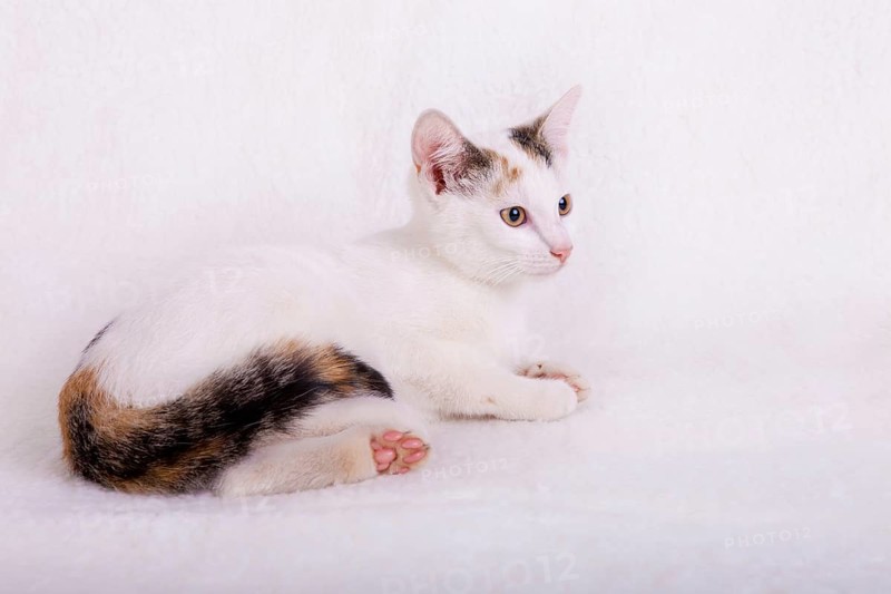 Young cat