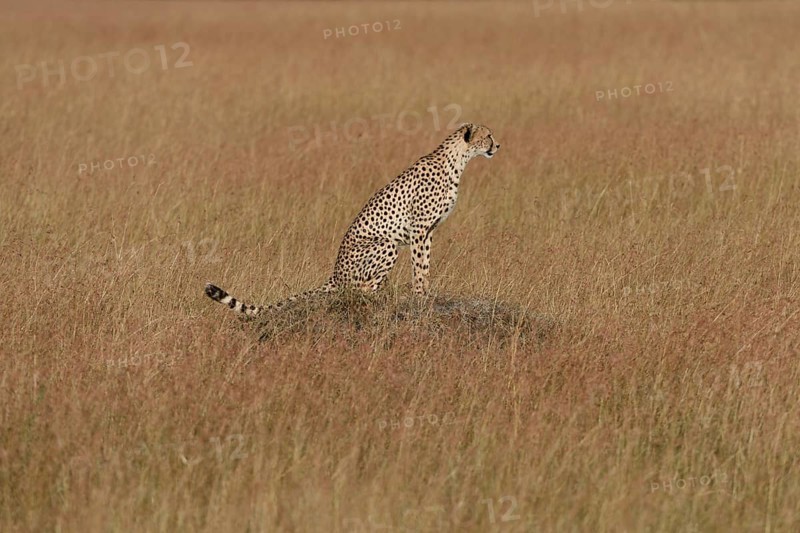 Cheetah (Acinonyx jubatus) sitting on a termite mound