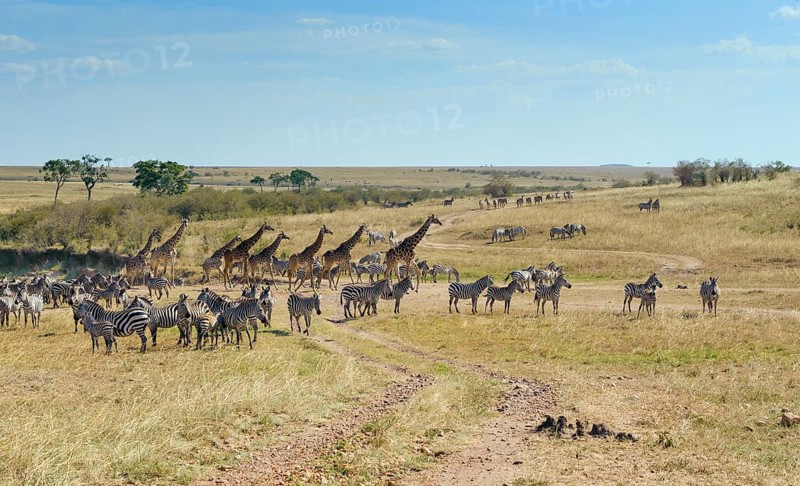 Zebras (Equus quagga) and giraffe (Giraffa camelopardalis) crossing a dried up river bed
