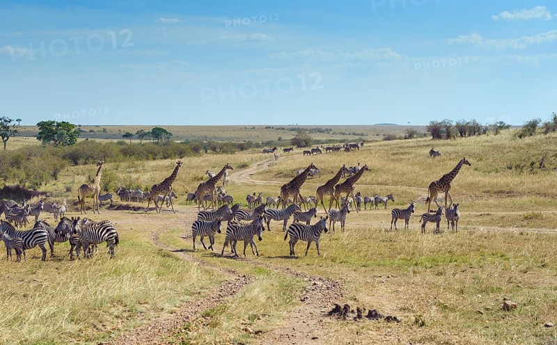 Zebras (Equus quagga) and giraffe (Giraffa camelopardalis) crossing a dried up river bed