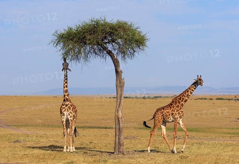 Masai giraffes (Giraffa camelopardalis)