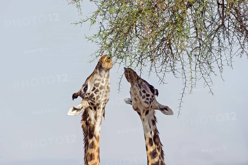 Masai giraffes (Giraffa camelopardalis) feeding on a great acacia tree