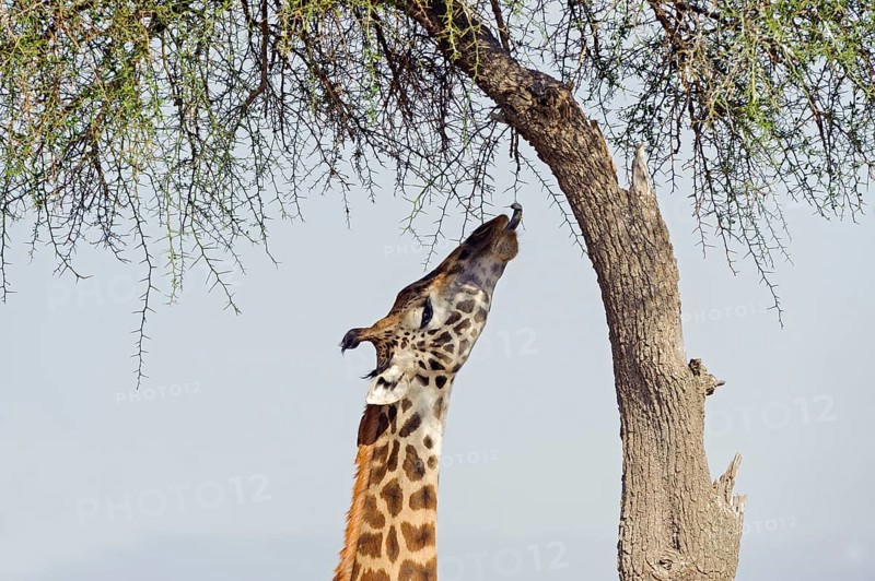 Masai giraffe (Giraffa camelopardalis) feeding on a great acacia tree