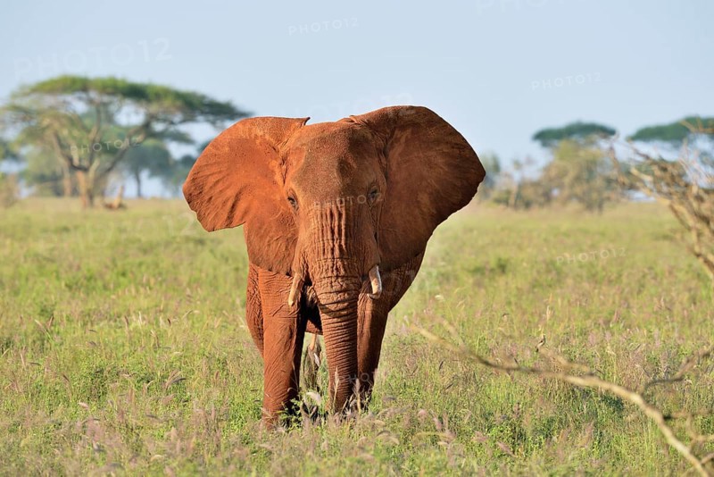 African Elephant bull (Loxodonta africana) in the morning light