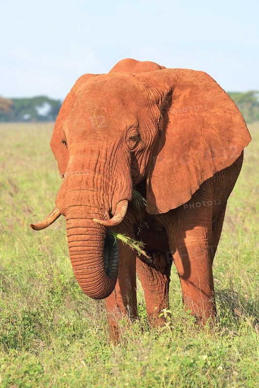 African Elephant bull (Loxodonta africana) in the morning light