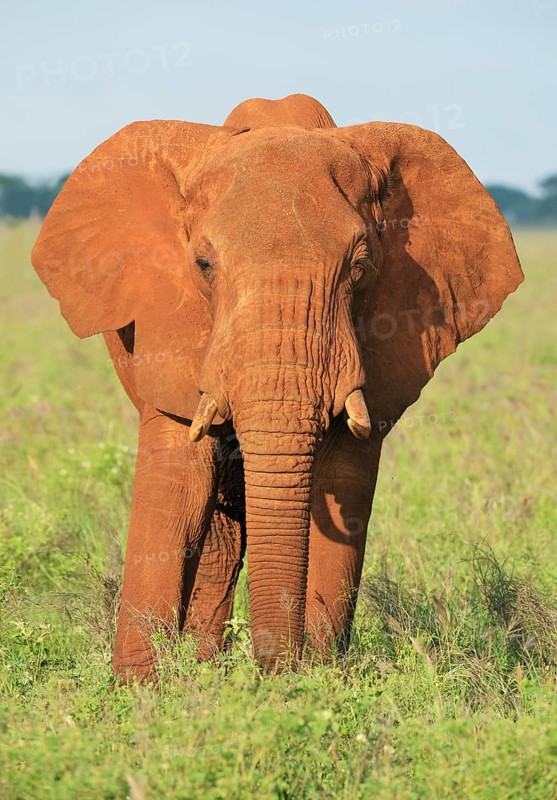 African Elephant bull (Loxodonta africana) in the morning light