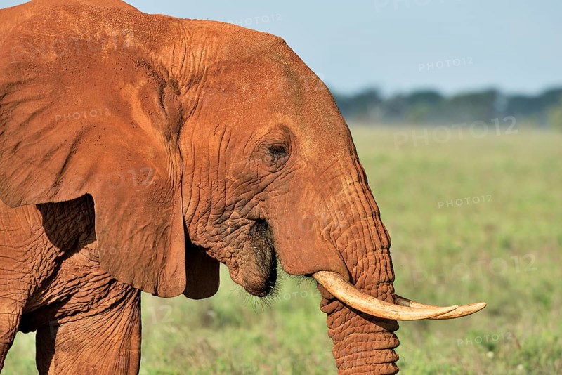 African Elephant bull (Loxodonta africana) in the morning light