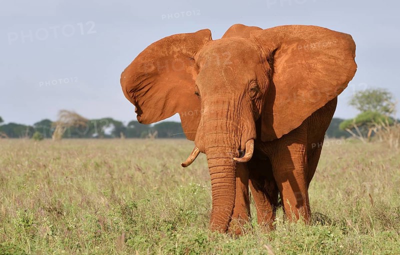 African Elephant bull (Loxodonta africana) in the morning light