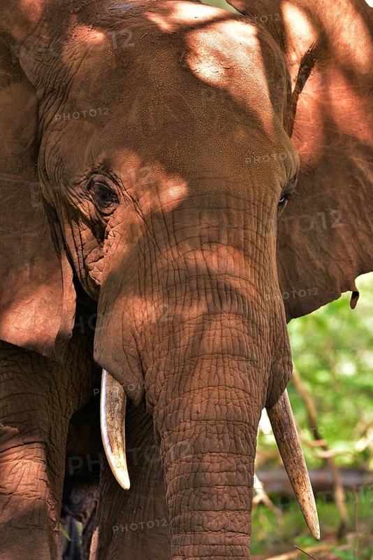 African Elephant (Loxodonta africana)