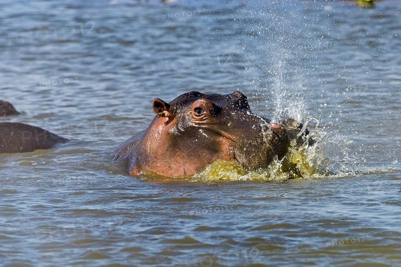 Hippo (Hippopotamus amphibious)