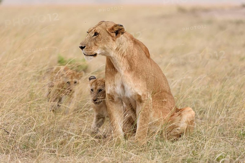 Lioness (Panthera leo) with cubs