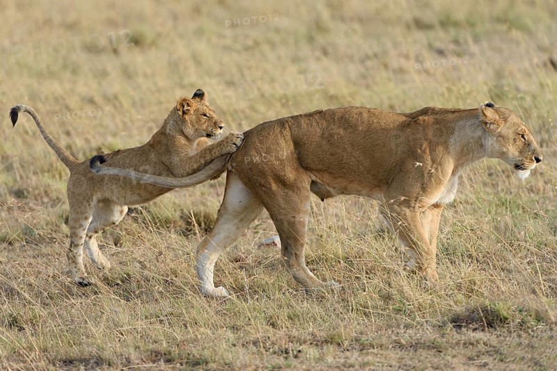 Lion (Panthera leo) cub playing with its mother