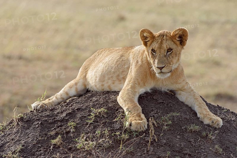 Young lion (Panthera leo) on a termite mound