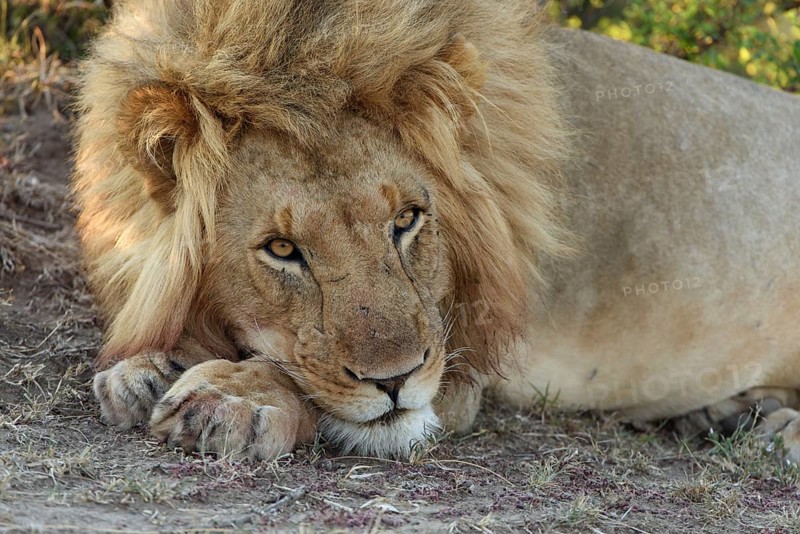Male lion (Panthera leo)