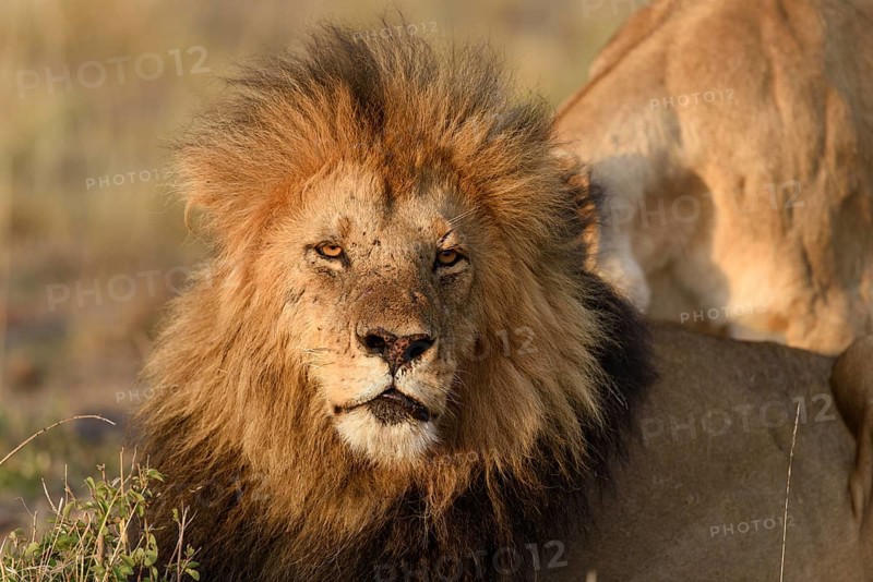 Male lion (Panthera leo) with a dark mane in the morning light