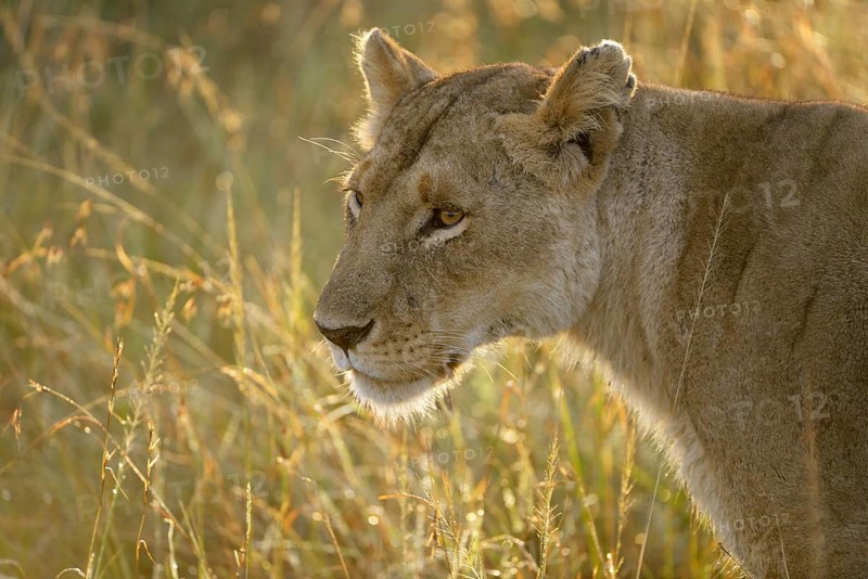 Lioness (Panthera leo)