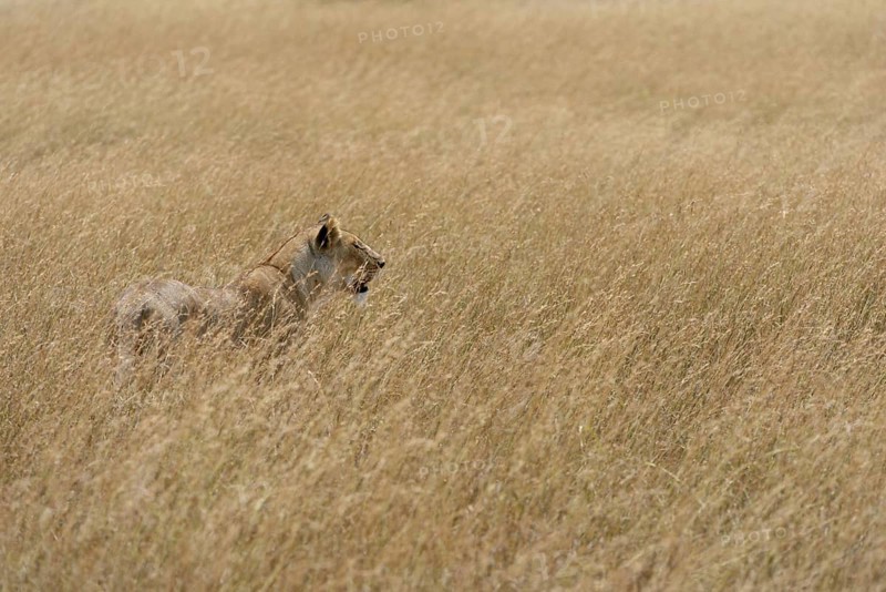 Lioness (Panthera leo) on the lookout
