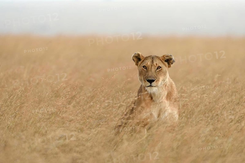 Lioness (Panthera leo) sitting in tall grass