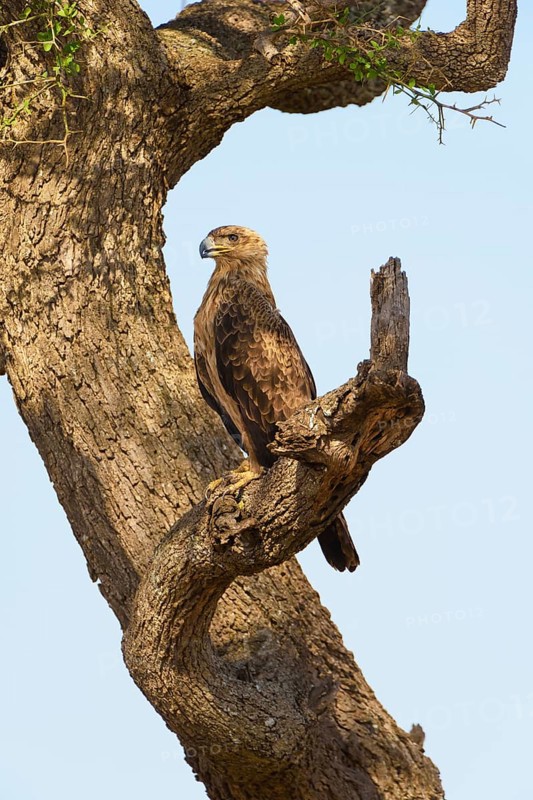 Tawny eagle (Aquila Rapax)