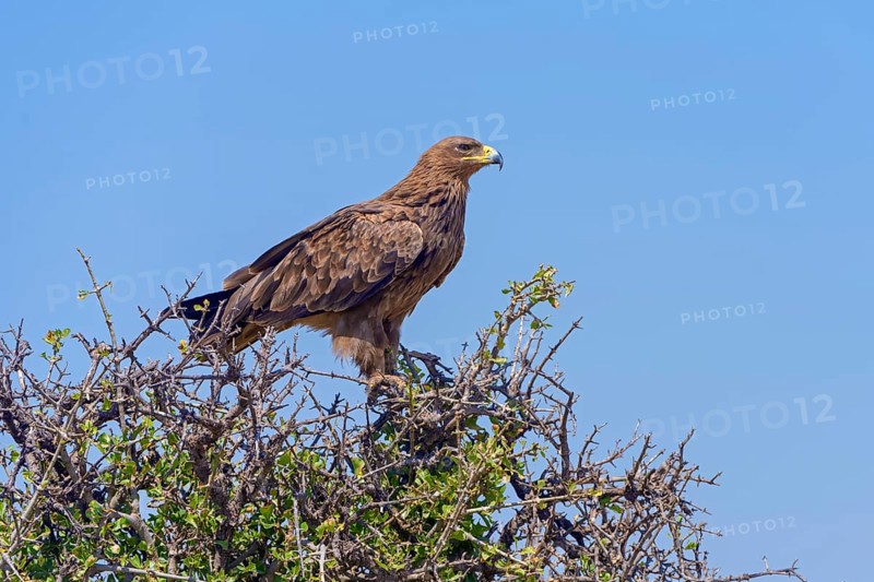 Tawny eagle (Aquila Rapax)