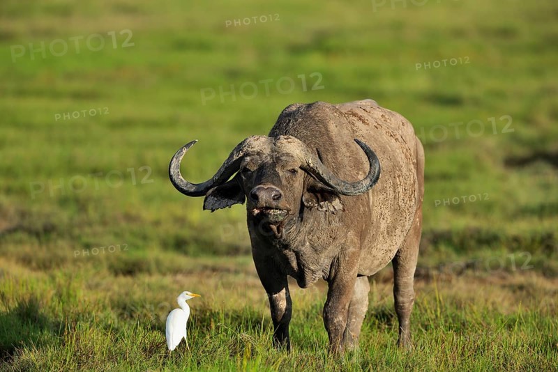 African buffalo or cape buffalo (Syncerus caffer)