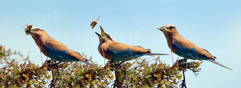Purple roller (Coracias naevia)