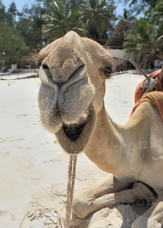 Dromedary or Arabian camel (Camelus dromedarius)