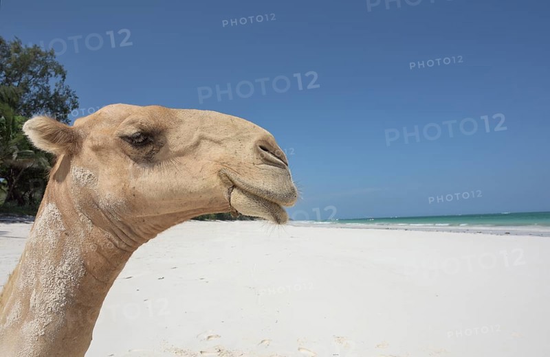 Dromedary or Arabian camel (Camelus dromedarius)