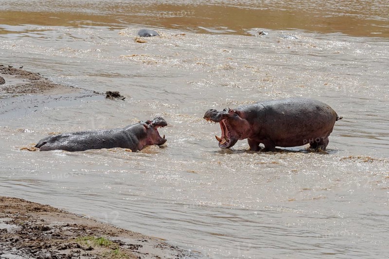 A hippo (Hippopotamus amphibius) tries to chase away a rival