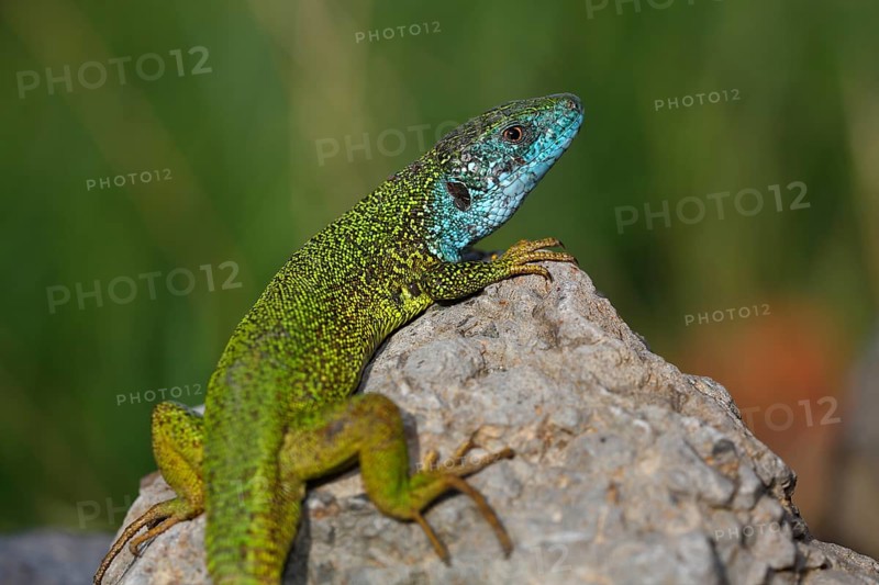 European Green Lizard (Lacerta viridis) male in breeding plumage basking on rocks
