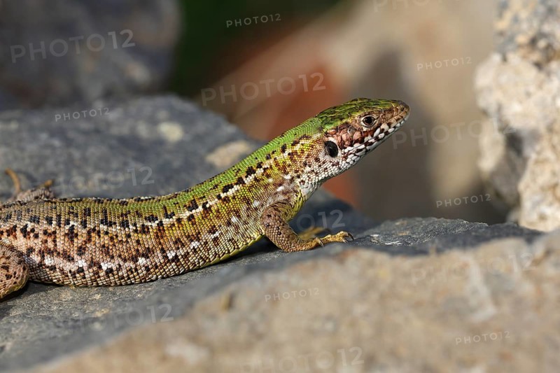 European Green Lizard (Lacerta viridis) female basking on rocks
