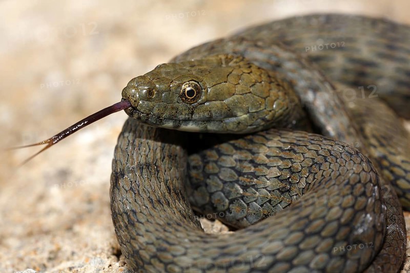 Lambent dice snake (Natrix tessellata)