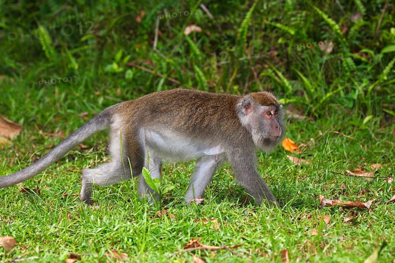 Crab-eating Macaque (Macaca fascicularis)
