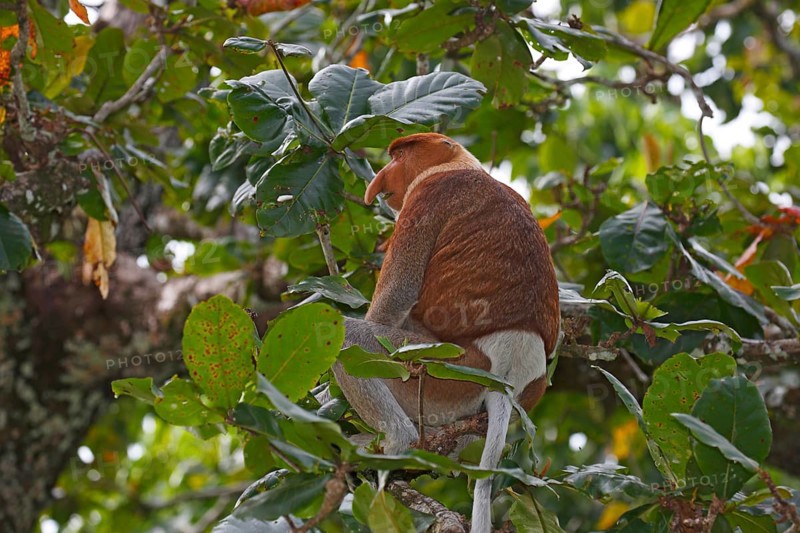Proboscis Monkey (Nasalis larvatus)