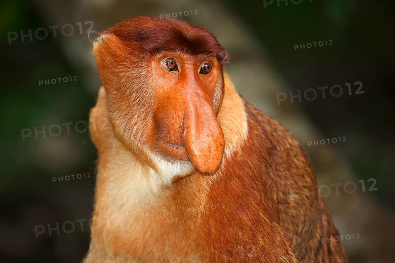 Proboscis Monkey (Nasalis larvatus)