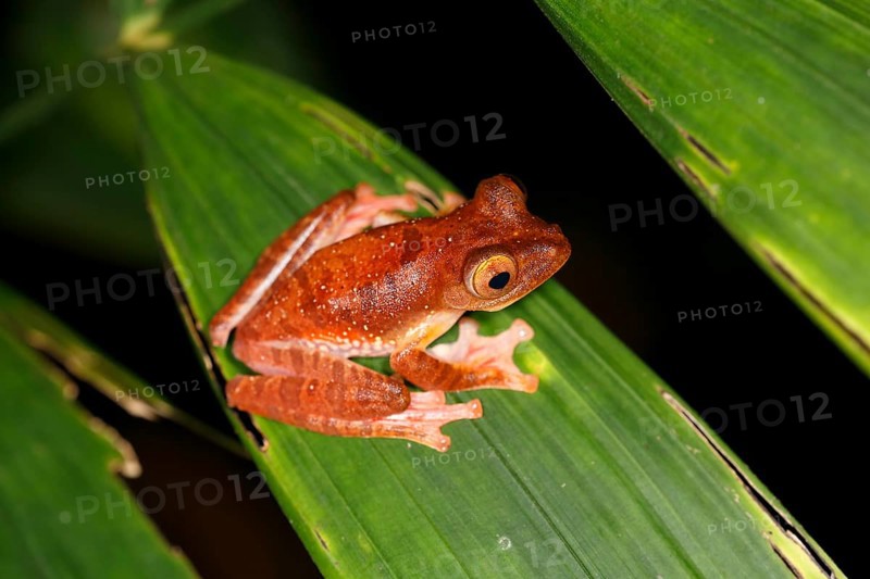 Harlequin tree frog (Rhacophorus pardalis) at night